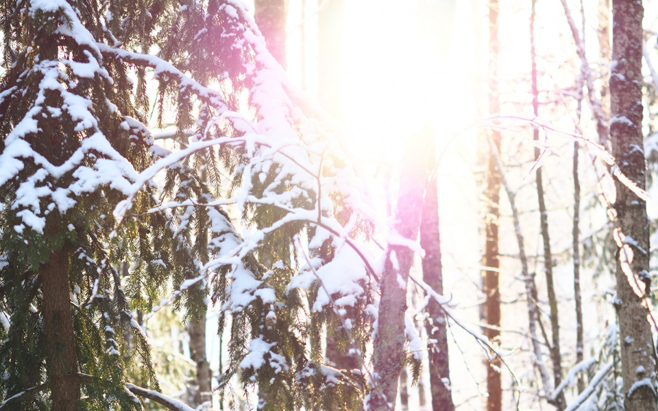 sunshine peering through snow covered pine trees