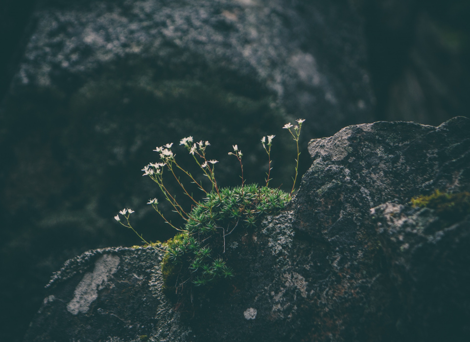 Flowers growing out of a rocky area