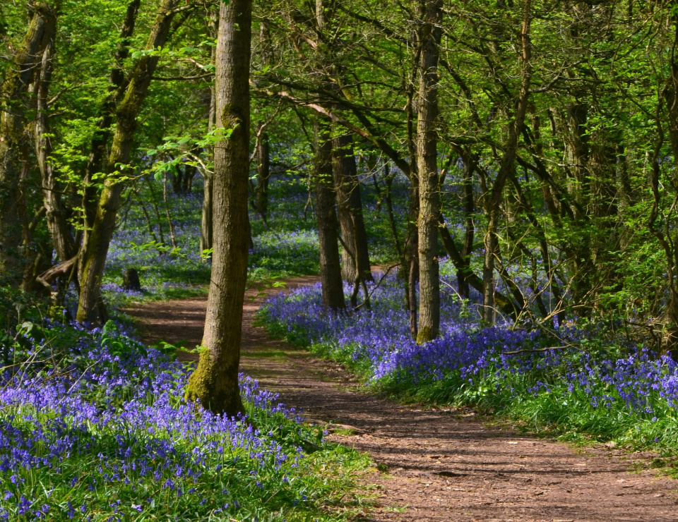 Path with flowers