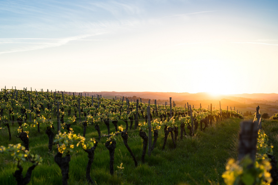 A vineyard at sunset