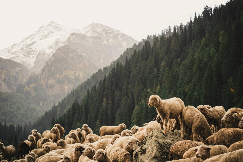 Sheep on a mountain, with one standing on a stone