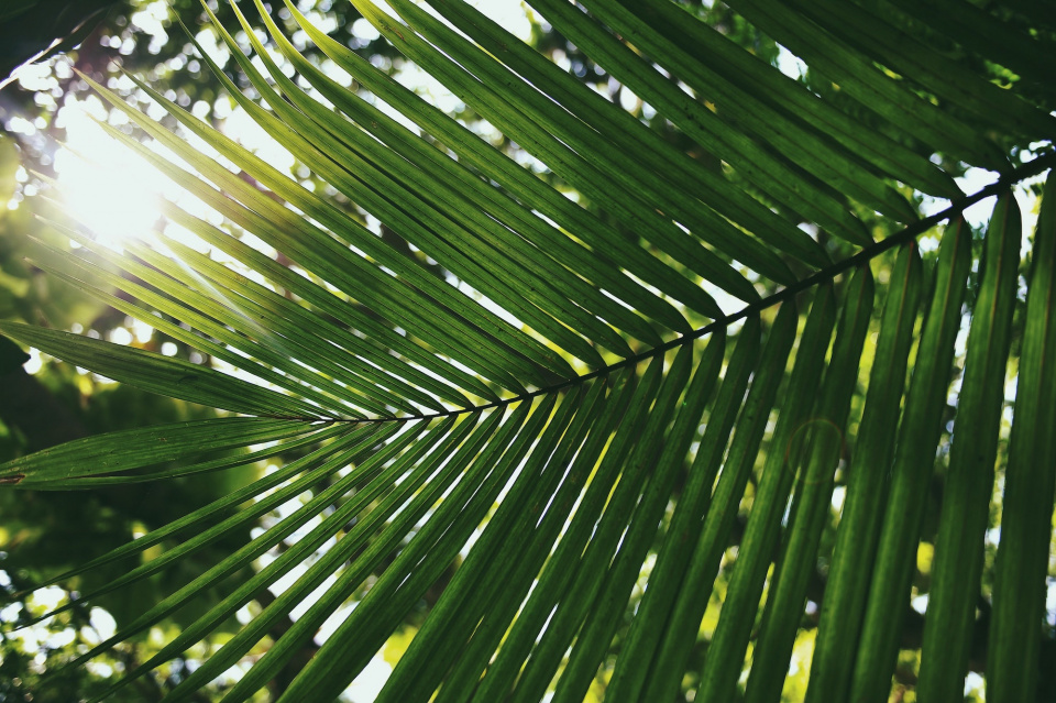 palm branches