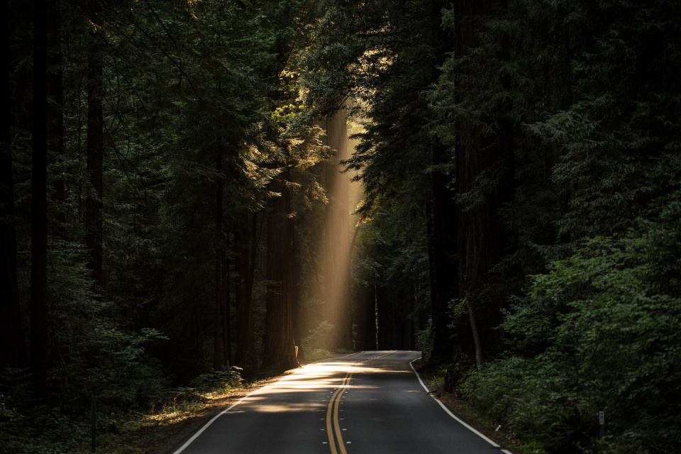 Light shining through woods