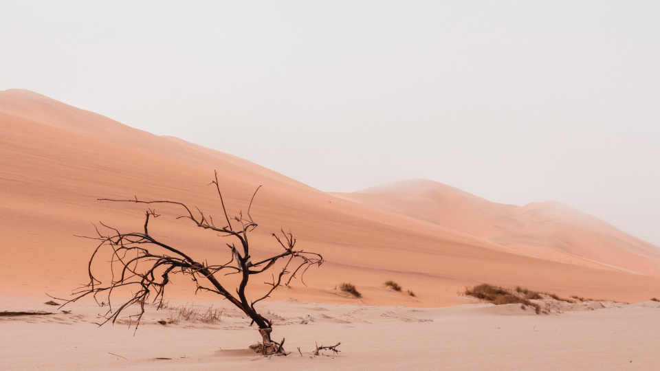 sandy, dusty desert with a lone tree