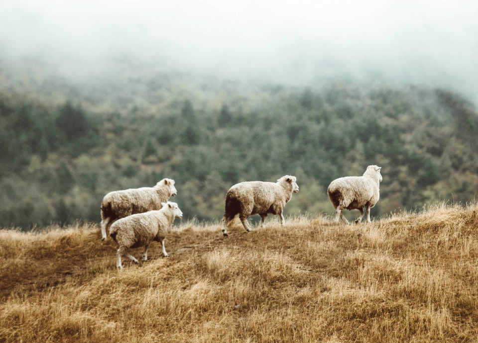 Hope for the Scattered Flock | Vine & Fig Co.