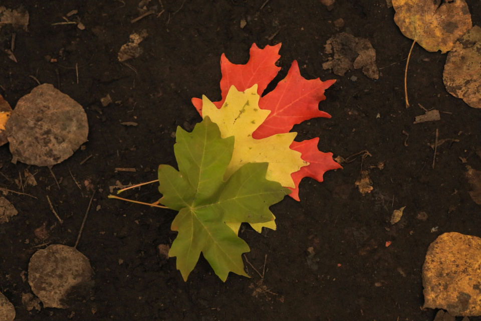 three leaves that change color from green to yellow to red