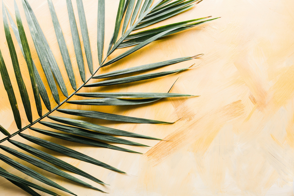 A palm frond on a beige background