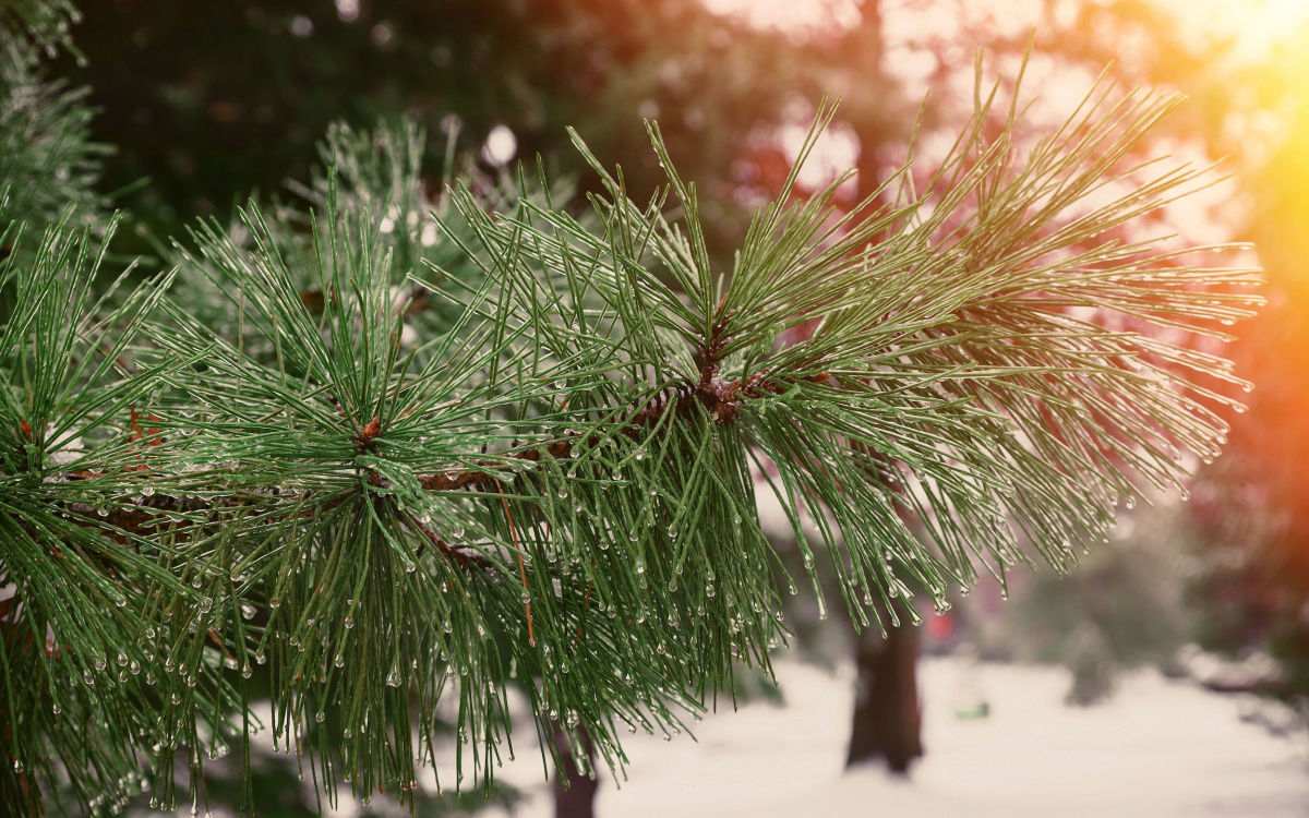 Photo of pine tree branches with dew on them